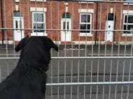 Jack Looking Through Some Mesh We Installed in Ashton Manchester